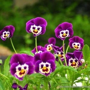 Meet your Posher, Nellie